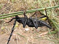 Grand capricorne du chene, Cerambyx cerdo (fam Cerambycides) (Photo F. Mrugala) (30)